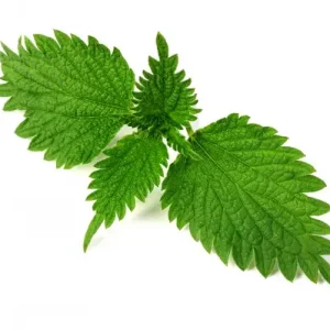 Thé vert