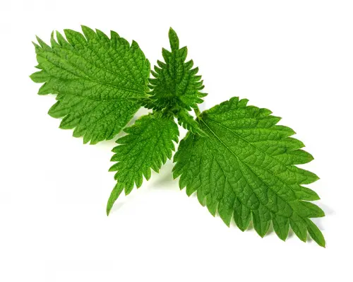 Thé vert